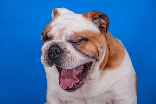 English bulldog yawning — Stock Photo, Image