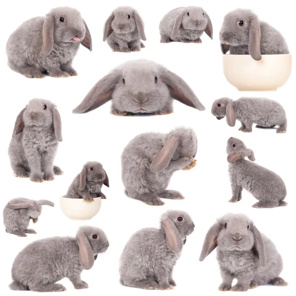 Razza di coniglio rex dalle orecchie grigie — Foto Stock