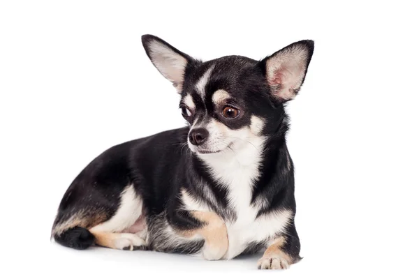 Chihuahua, 2 года, на белом фоне Стоковое Фото