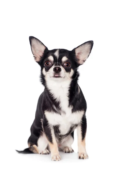 Chihuahua, 2 года, на белом фоне Лицензионные Стоковые Изображения
