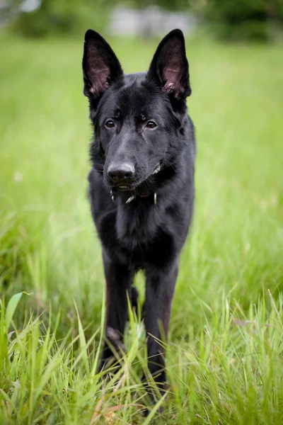 德国牧羊犬在草地上 — 图库照片