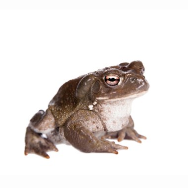 The Colorado River or Sonoran Desert toad on white clipart
