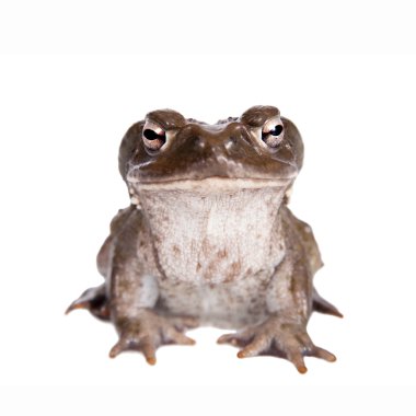 The Colorado River or Sonoran Desert toad on white clipart