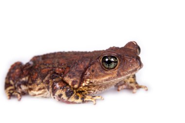 Küba kurbağa, beyaz üzerine Bufo empusus