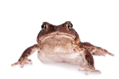 Küba kurbağa, beyaz üzerine Bufo empusus