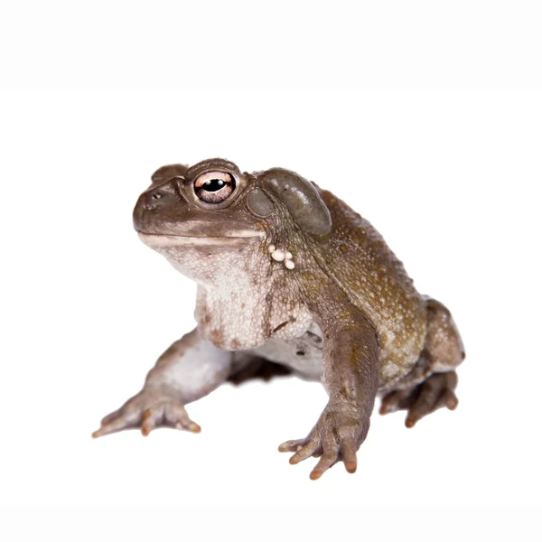 Колорадо або Сонора жаба на білому — стокове фото