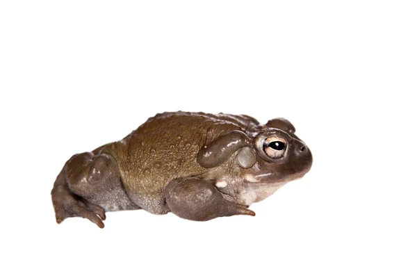 Le crapaud du Colorado ou du désert de Sonoran sur blanc — Photo