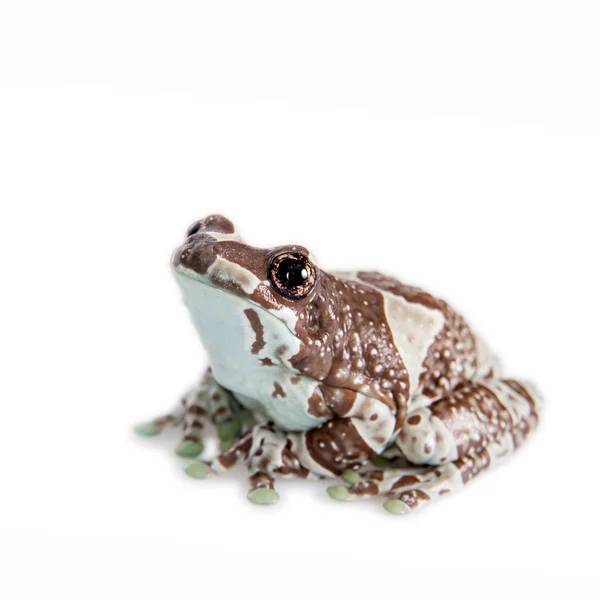 Amazon Milk Frog isolated on white — Stock Photo, Image