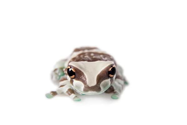 Amazon Milk Frog aislado en blanco —  Fotos de Stock