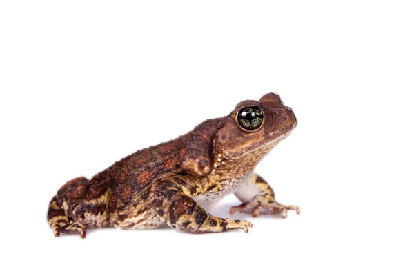 O sapo cubano, Bufo Empusus, em branco — Fotografia de Stock