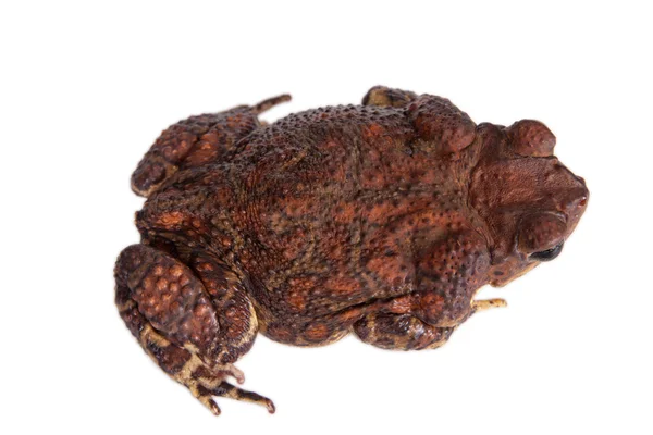 Küba kurbağa, beyaz üzerine Bufo empusus