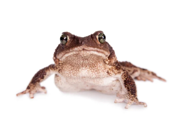 Кубинская жаба, Bufo empusus, на белом — стоковое фото