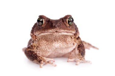 The cuban toad, Bufo empusus, on white clipart