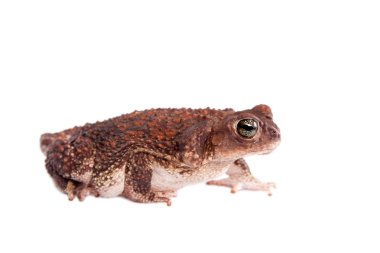 Küba kurbağa, beyaz üzerine Bufo empusus