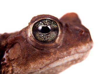 The cuban toad, Bufo empusus, on white clipart