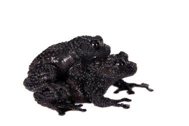 Theloderma ryabovi, beyaz bir kurbağa nadir spieces
