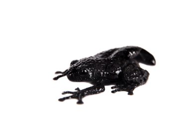 Theloderma ryabovi, beyaz bir kurbağa nadir spieces