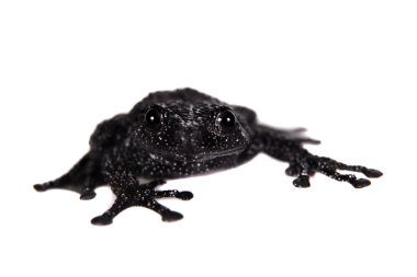 Theloderma ryabovi, beyaz bir kurbağa nadir spieces