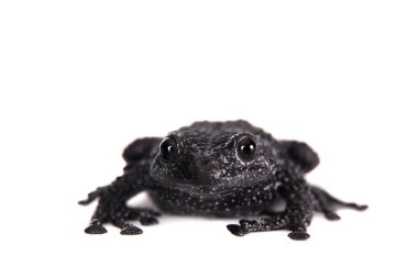 Theloderma ryabovi, beyaz bir kurbağa nadir spieces