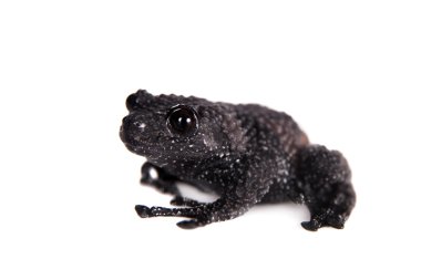 Theloderma ryabovi, beyaz bir kurbağa nadir spieces