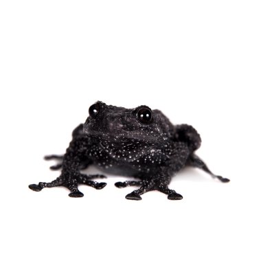 Theloderma ryabovi, beyaz bir kurbağa nadir spieces