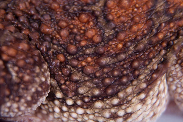 O sapo cubano, Bufo Empusus, em branco — Fotografia de Stock