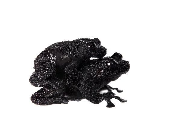 Телодерма риабові, рідкісні шпильки жаби на білому — стокове фото