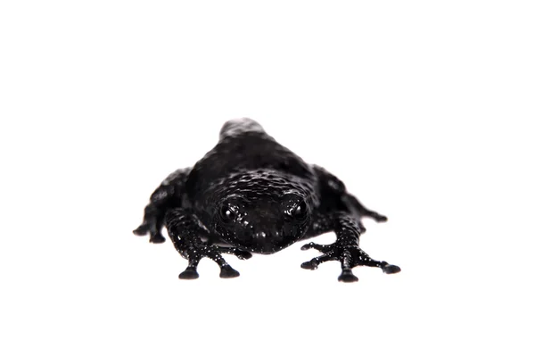 Theloderma ryabovi, seltene Froscharten auf weißem Grund — Stockfoto
