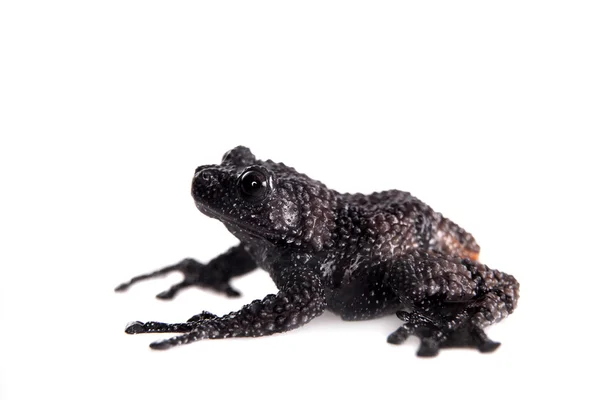 Theloderma ryabovi, rzadko spieces żaba na biały — Zdjęcie stockowe