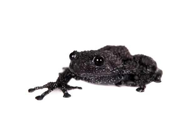 Theloderma ryabovi, rzadko spieces żaba na biały — Zdjęcie stockowe
