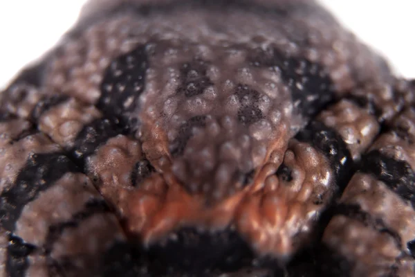 Theloderma ryabovi, épis rares de grenouille sur blanc — Photo