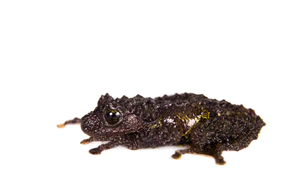 Theloderma bicolor, zeldzame spieces kikker op wit — Stockfoto