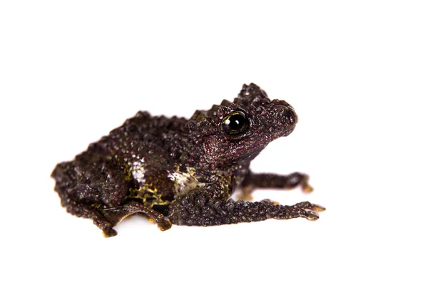 Theloderma bicolor, rare spieces of frog on white — Stock Photo, Image