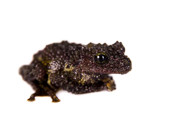 Theloderma bicolor, rare spieces of frog on white — Stock Photo, Image