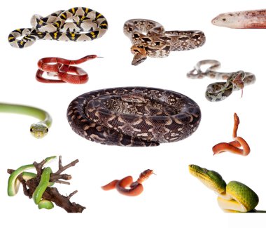 Collection of snakes on white clipart