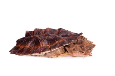 Mata mata, beyaz üzerine Chelus fimbriata