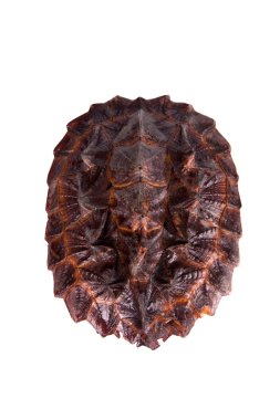 Mata mata, beyaz üzerine Chelus fimbriata