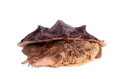 Mata mata, beyaz üzerine Chelus fimbriata
