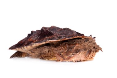 Mata mata, beyaz üzerine Chelus fimbriata