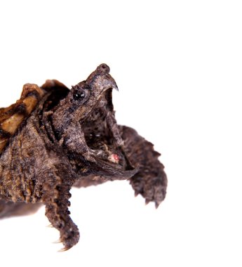 Alligator snapping turtle on white clipart