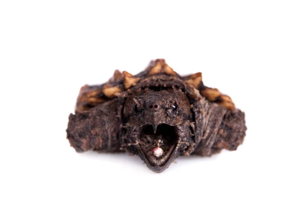 Alligator snapping turtle on white — Stock Photo, Image