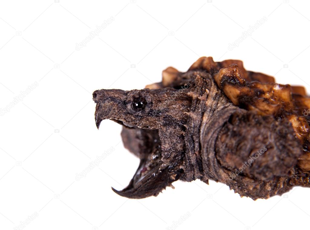 Alligator snapping turtle on white