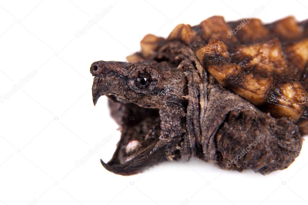 Alligator snapping turtle on white