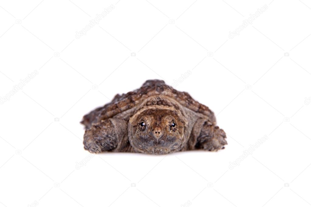 Common Snapping Turtle hatchling on white