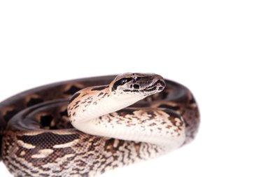 Madagaskar veya Malagasy zemin boa beyaz