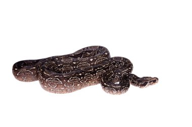 Beyaz arka plan üzerinde leopar Arjantinli Boa.