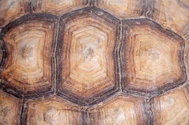 Beyaz Afrika mahmuzlu kaplumbağası