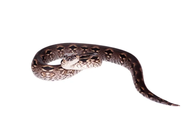 Madagaskar oder madagassische Boa auf weißem Grund — Stockfoto