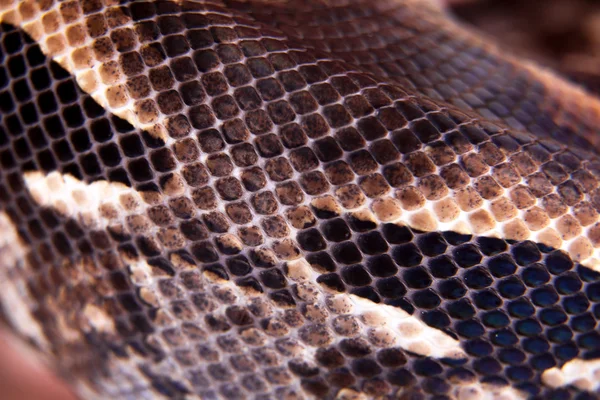 Madagascar or Malagasy ground boa on white — Stock Photo, Image