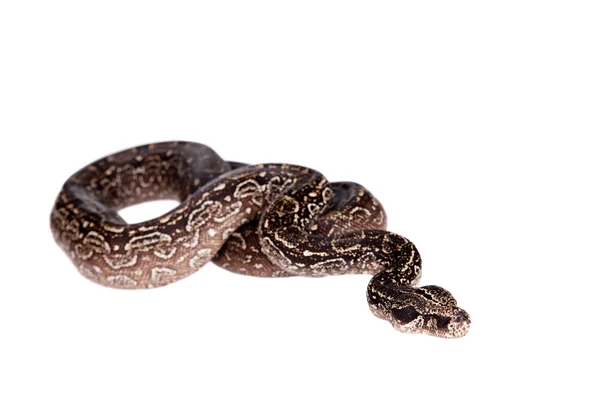 Leopardo Boa argentino sobre fondo blanco . —  Fotos de Stock